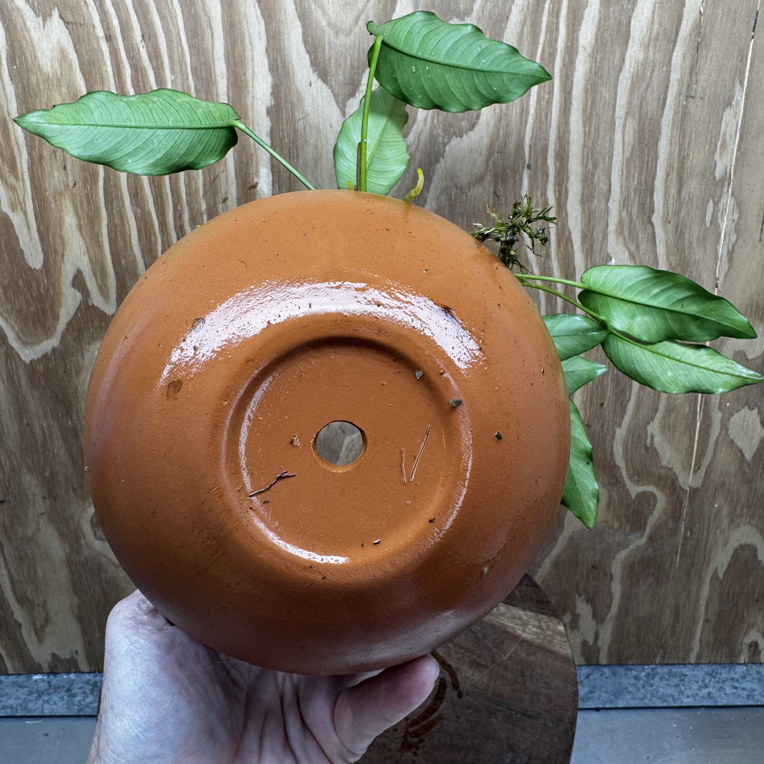 Scapeshop.com.au One Only Large Terracotta Urn with Handles and Petite Emerald Heart Anubias - One Only Large Terracotta Urn with Handles and Petite Emerald Heart Anubias - One Only