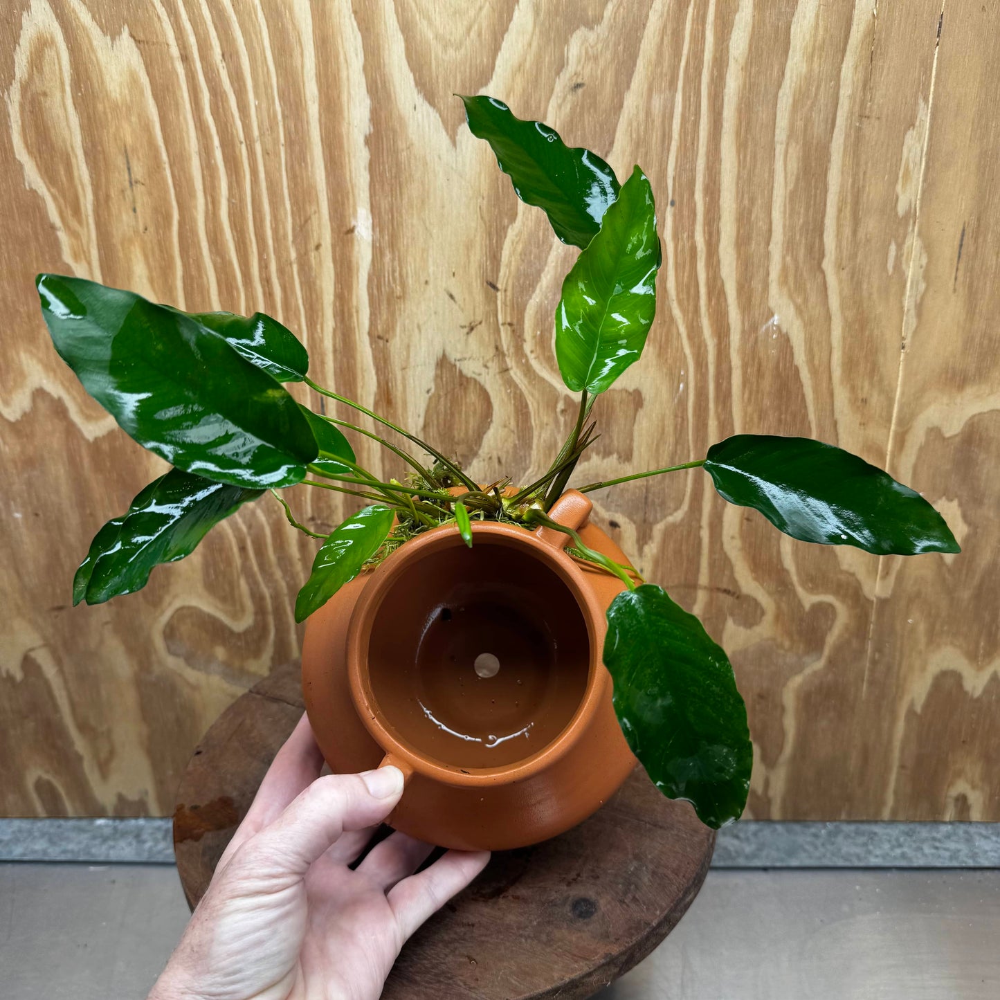 Scapeshop.com.au One Only Large Terracotta Urn with Handles and Petite Emerald Heart Anubias - One Only Large Terracotta Urn with Handles and Petite Emerald Heart Anubias - One Only