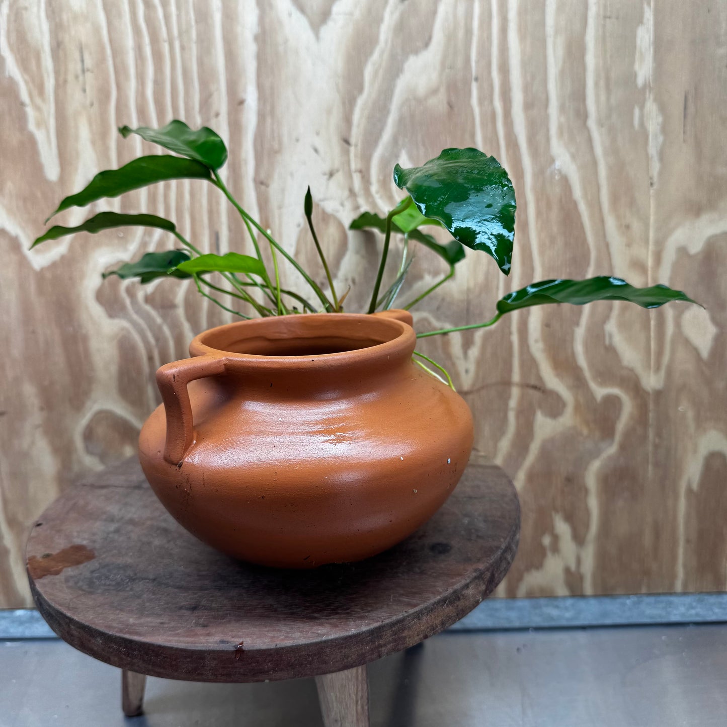 Scapeshop.com.au One Only Large Terracotta Urn with Handles and Petite Emerald Heart Anubias - One Only Large Terracotta Urn with Handles and Petite Emerald Heart Anubias - One Only