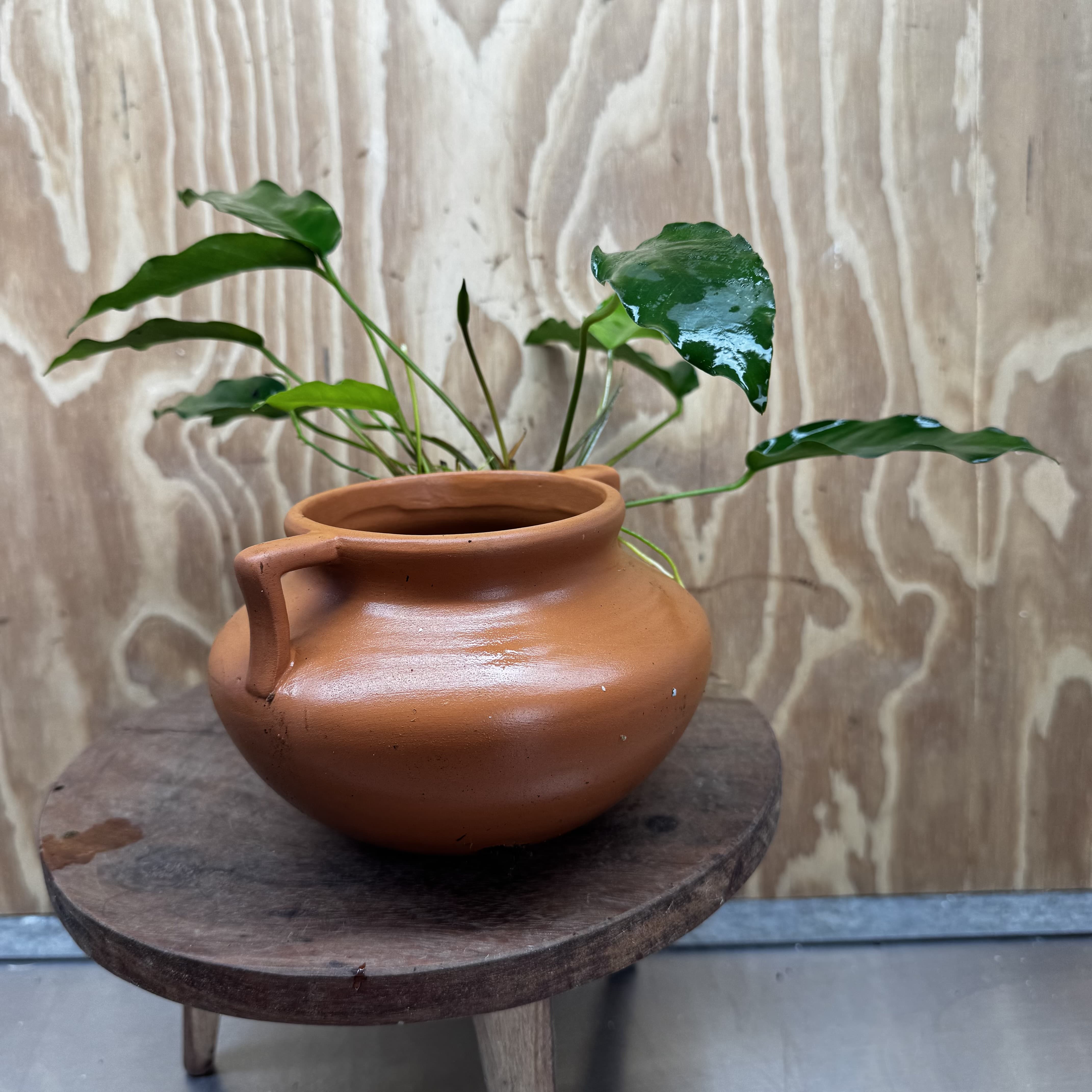 Scapeshop.com.au One Only Large Terracotta Urn with Handles and Petite Emerald Heart Anubias - One Only Large Terracotta Urn with Handles and Petite Emerald Heart Anubias - One Only