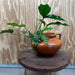 Scapeshop.com.au One Only Large Terracotta Urn with Handles and Petite Emerald Heart Anubias - One Only Large Terracotta Urn with Handles and Petite Emerald Heart Anubias - One Only
