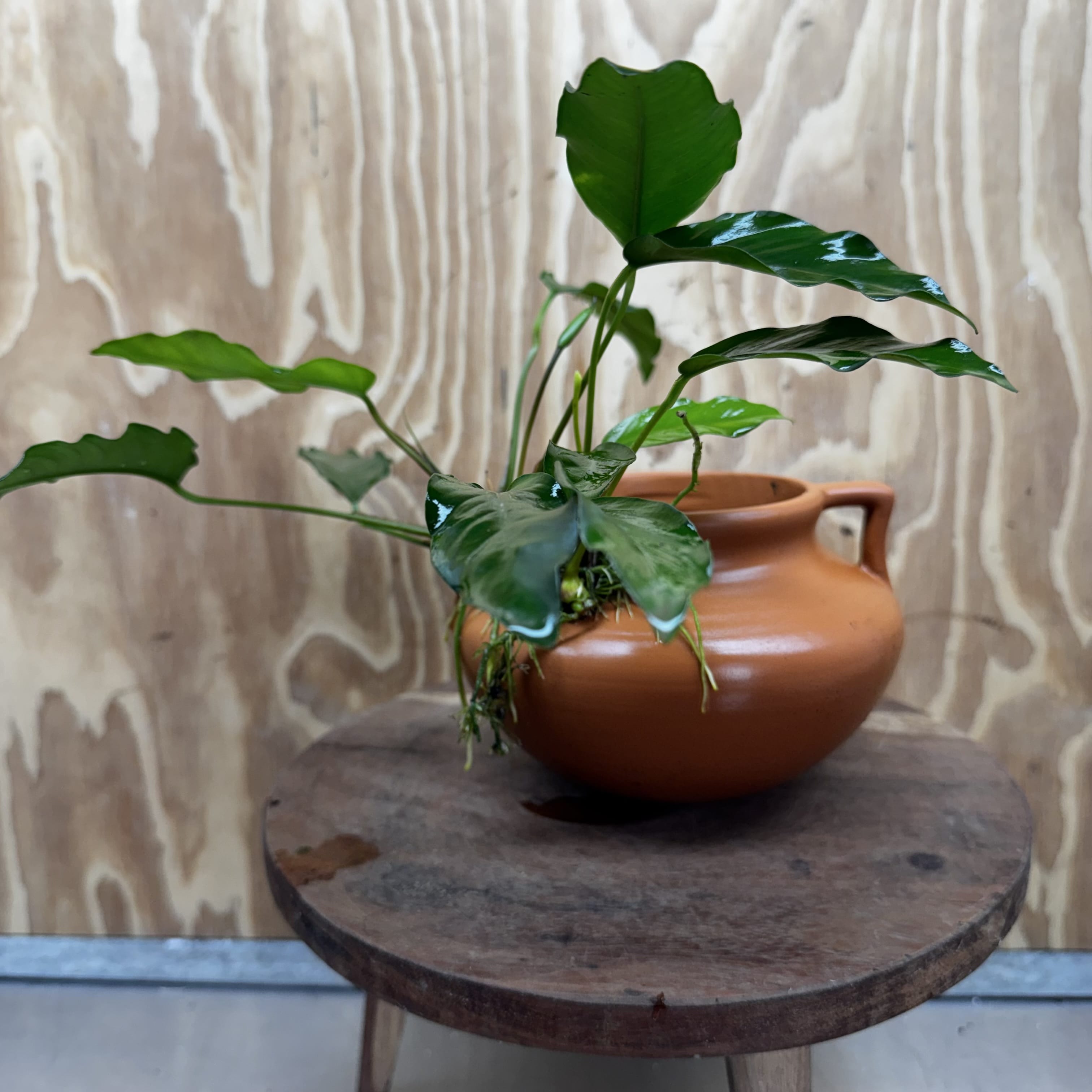Scapeshop.com.au One Only Large Terracotta Urn with Handles and Petite Emerald Heart Anubias - One Only Large Terracotta Urn with Handles and Petite Emerald Heart Anubias - One Only