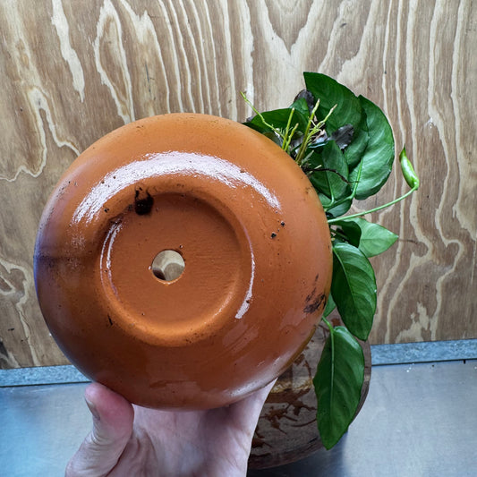Scapeshop.com.au One Only Large Terracotta Urn with Handles, Nana Anubias & Indo Java Fern - One Only Large Terracotta Urn with Handles, Nana Anubias & Indo Java Fern - One Only