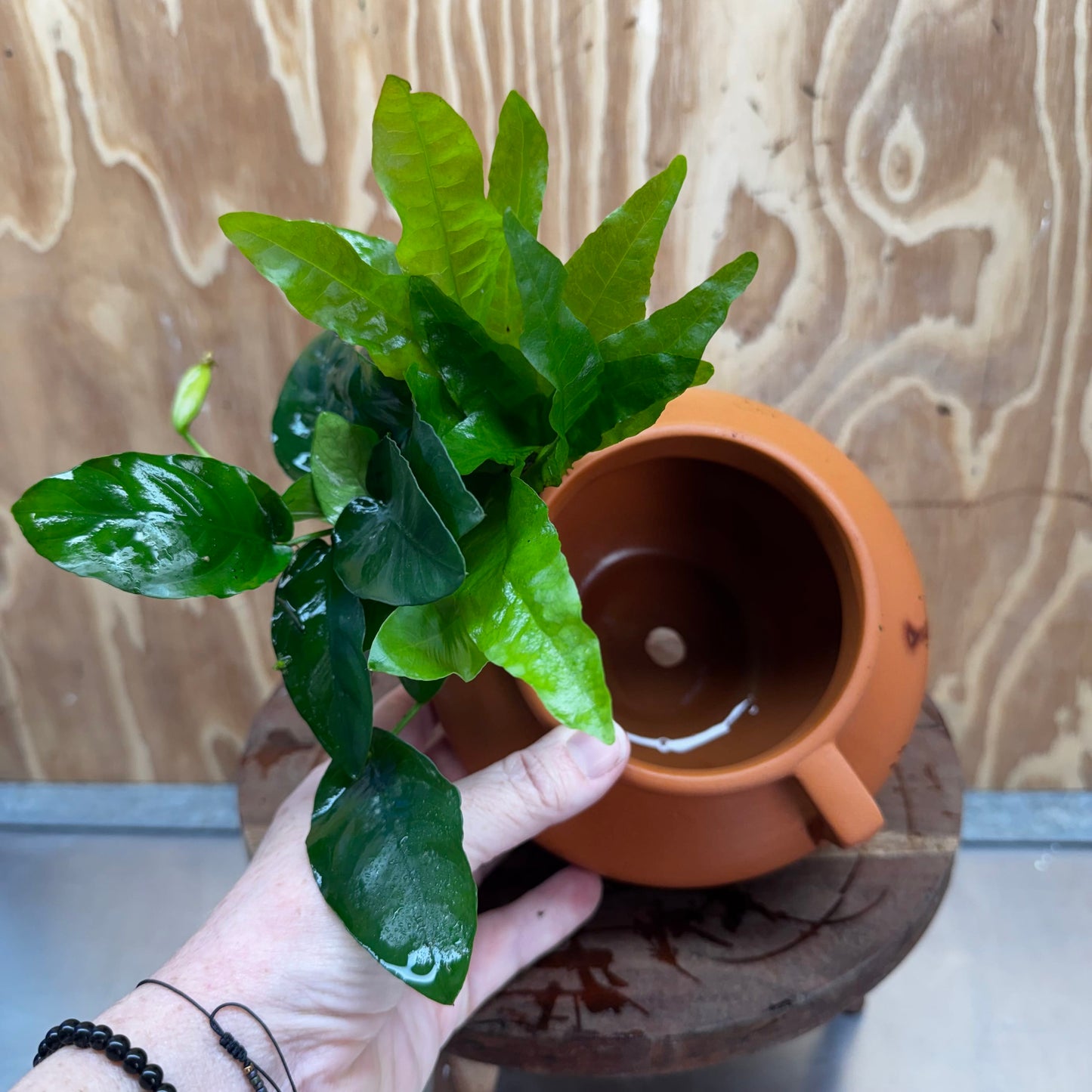 Scapeshop.com.au One Only Large Terracotta Urn with Handles, Nana Anubias & Indo Java Fern - One Only Large Terracotta Urn with Handles, Nana Anubias & Indo Java Fern - One Only