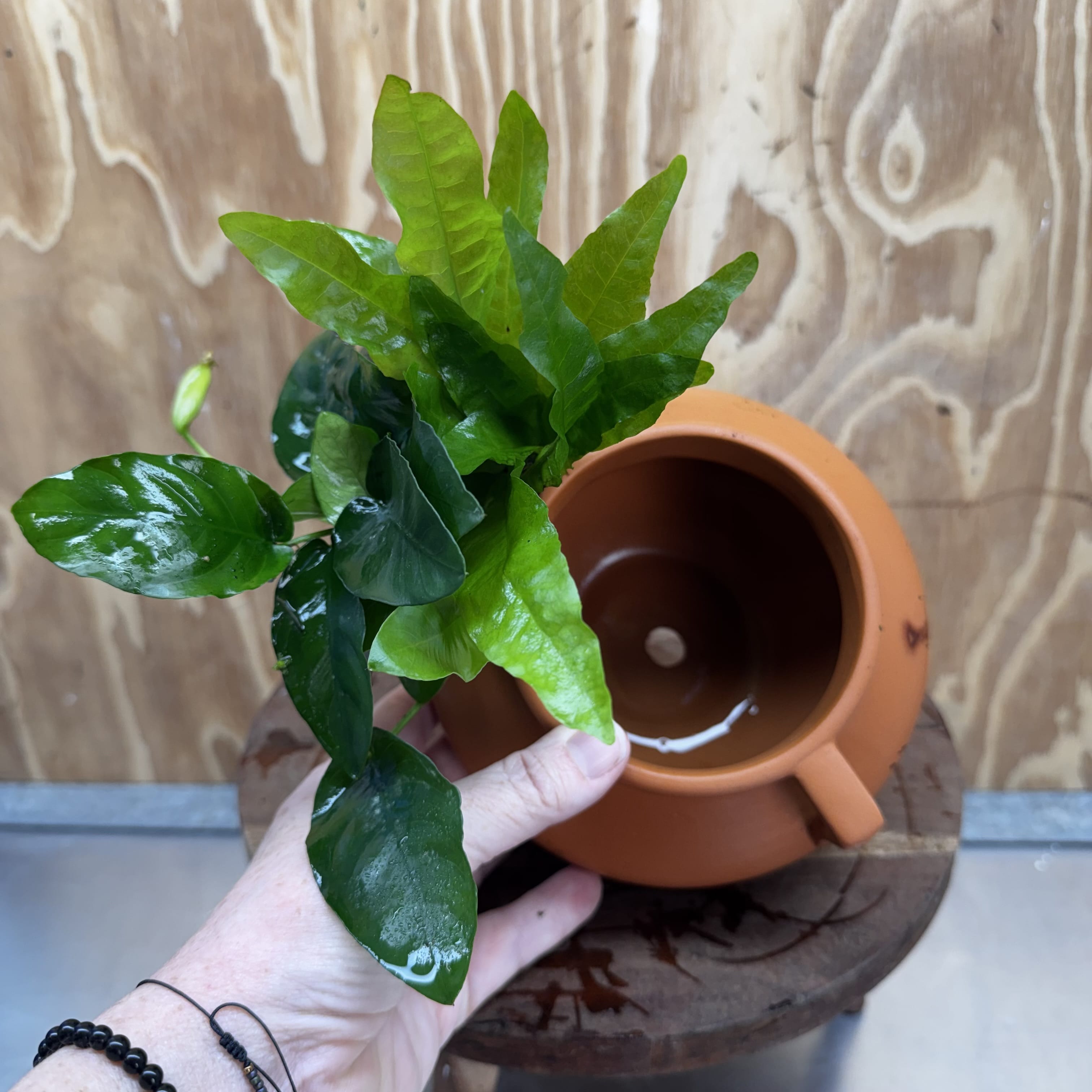 Scapeshop.com.au One Only Large Terracotta Urn with Handles, Nana Anubias & Indo Java Fern - One Only Large Terracotta Urn with Handles, Nana Anubias & Indo Java Fern - One Only