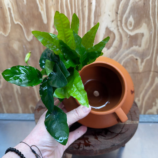 Scapeshop.com.au One Only Large Terracotta Urn with Handles, Nana Anubias & Indo Java Fern - One Only Large Terracotta Urn with Handles, Nana Anubias & Indo Java Fern - One Only