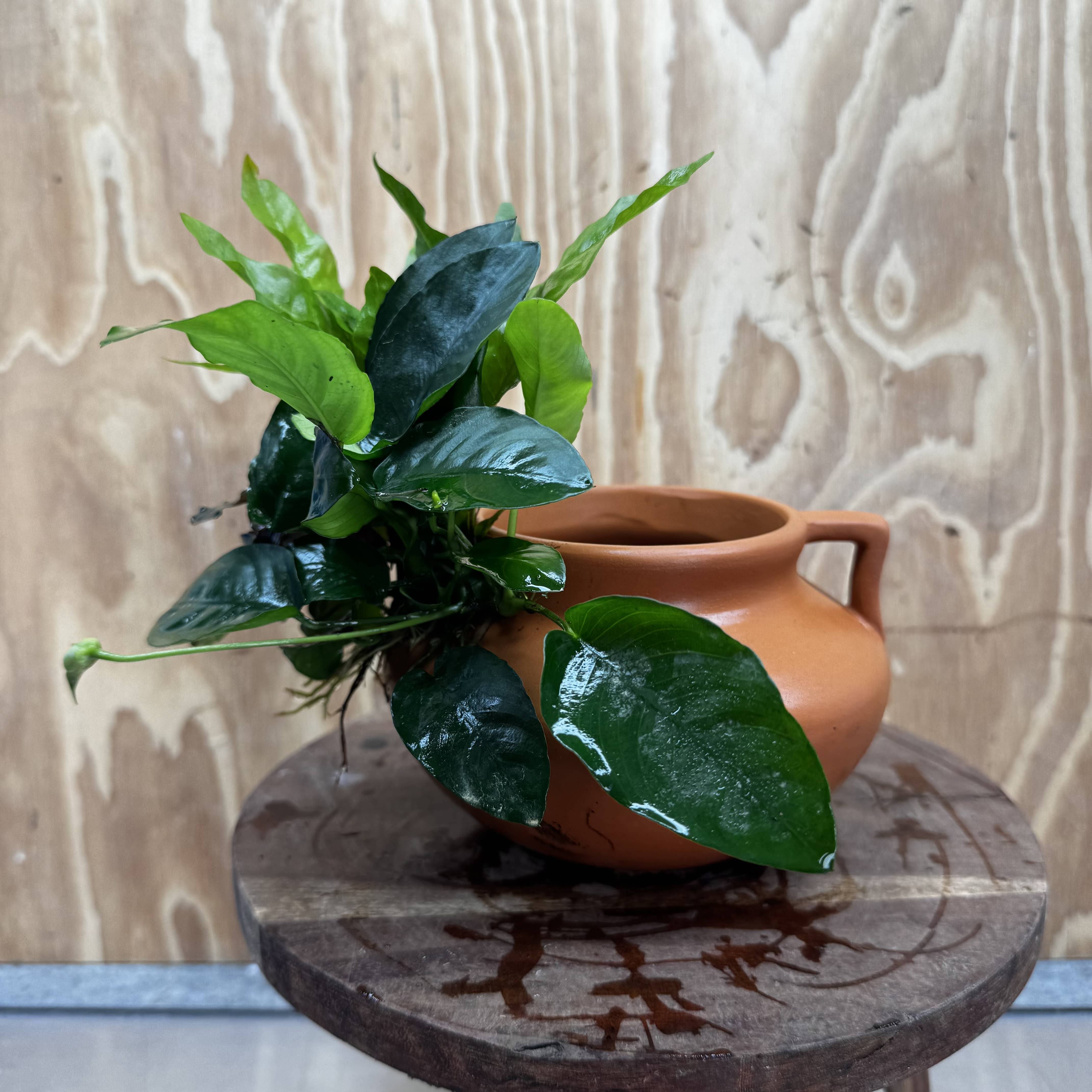 Scapeshop.com.au One Only Large Terracotta Urn with Handles, Nana Anubias & Indo Java Fern - One Only Large Terracotta Urn with Handles, Nana Anubias & Indo Java Fern - One Only