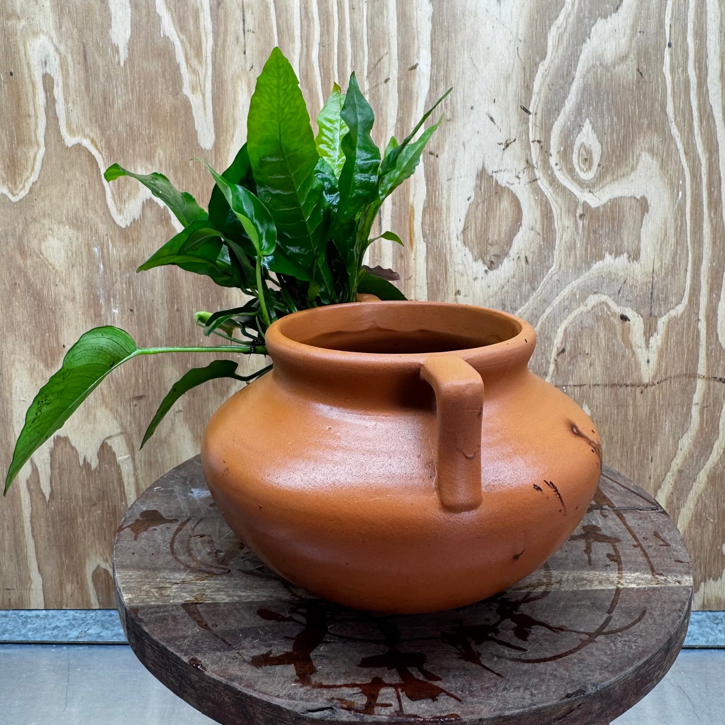 Scapeshop.com.au One Only Large Terracotta Urn with Handles, Nana Anubias & Indo Java Fern - One Only Large Terracotta Urn with Handles, Nana Anubias & Indo Java Fern - One Only