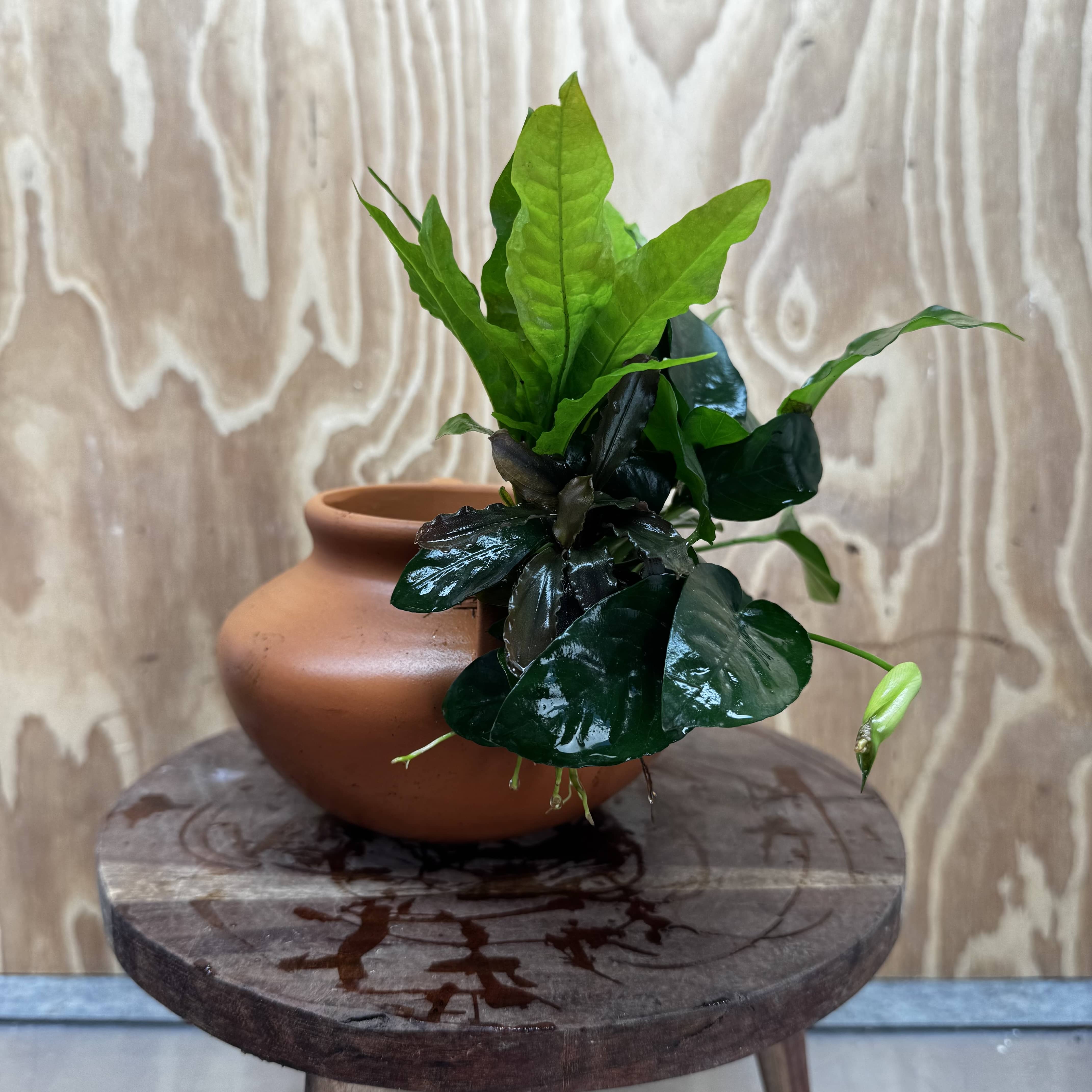 Scapeshop.com.au One Only Large Terracotta Urn with Handles, Nana Anubias & Indo Java Fern - One Only Large Terracotta Urn with Handles, Nana Anubias & Indo Java Fern - One Only