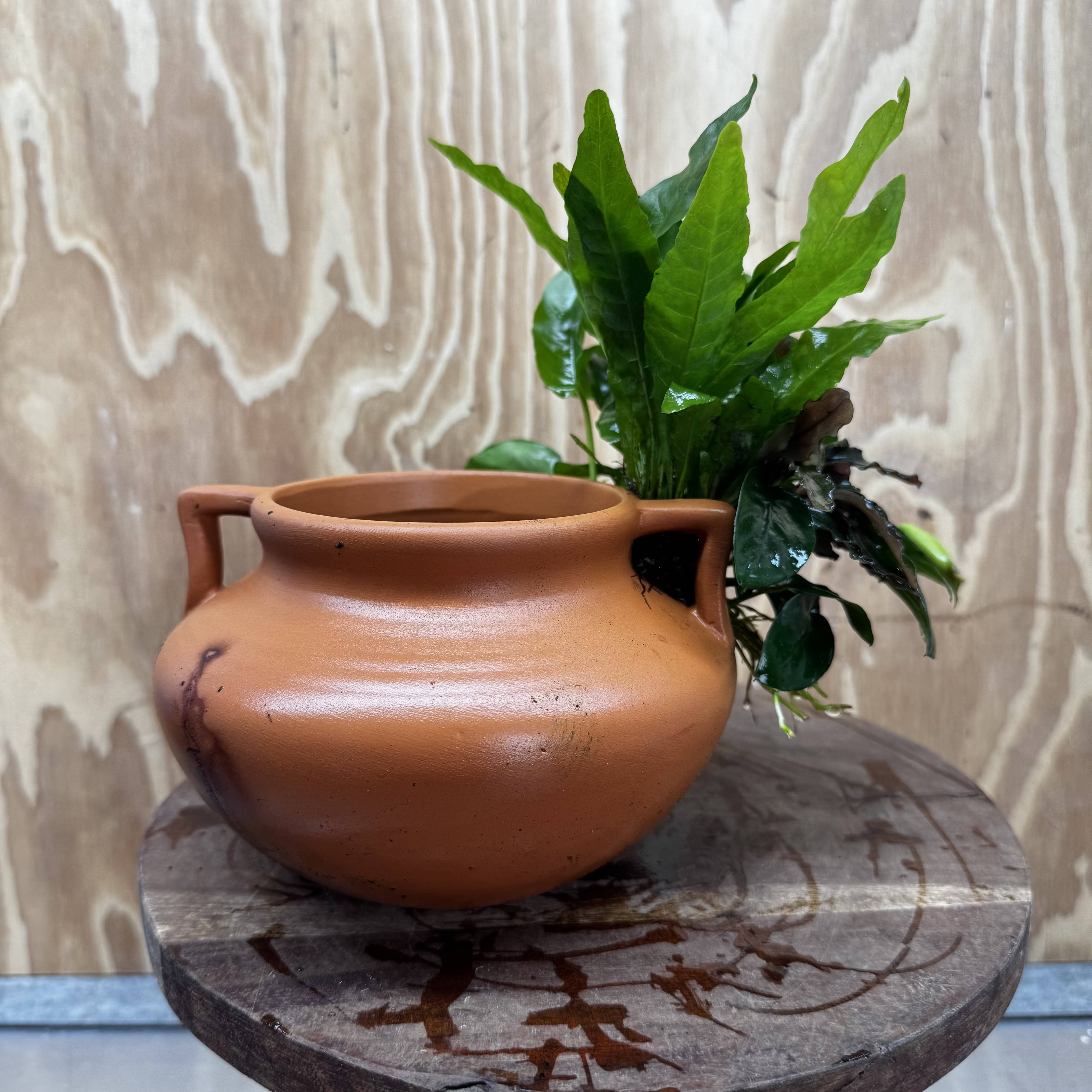 Scapeshop.com.au One Only Large Terracotta Urn with Handles, Nana Anubias & Indo Java Fern - One Only Large Terracotta Urn with Handles, Nana Anubias & Indo Java Fern - One Only