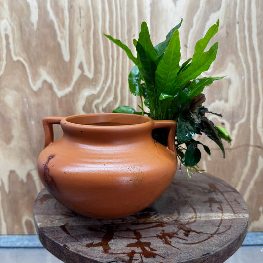 Scapeshop.com.au One Only Large Terracotta Urn with Handles, Nana Anubias & Indo Java Fern - One Only Large Terracotta Urn with Handles, Nana Anubias & Indo Java Fern - One Only