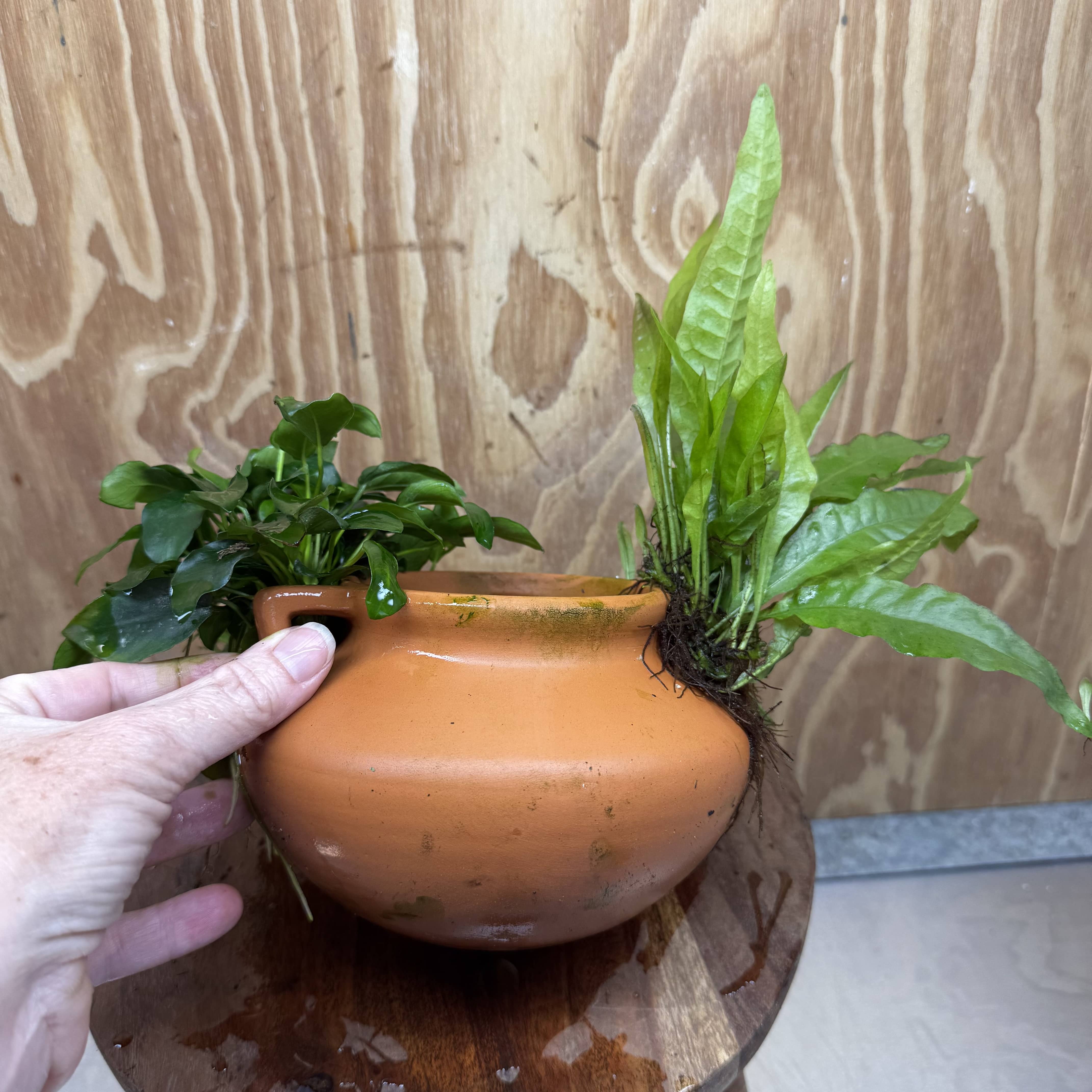 Scapeshop.com.au One Only Large Terracotta Urn with Handles, Nana Anubias & Indo Java Fern - One Only Large Terracotta Urn with Handles, Nana Anubias & Indo Java Fern - One