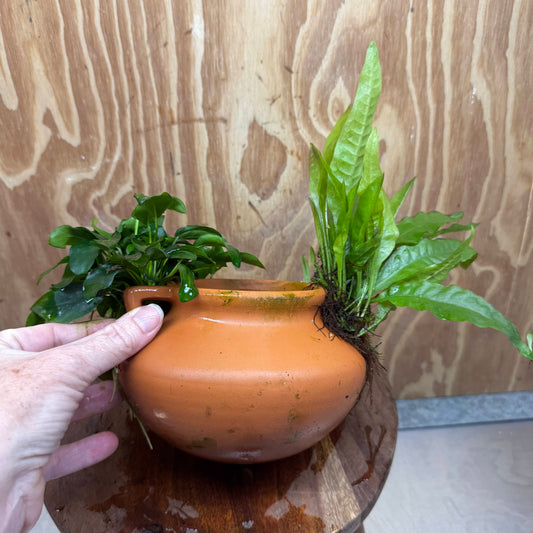 Scapeshop.com.au One Only Large Terracotta Urn with Handles, Nana Anubias & Indo Java Fern - One Only Large Terracotta Urn with Handles, Nana Anubias & Indo Java Fern - One