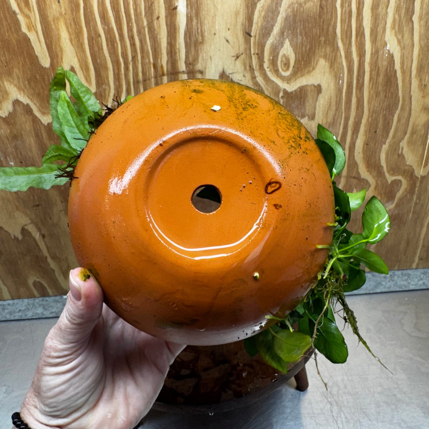 Scapeshop.com.au One Only Large Terracotta Urn with Handles, Nana Anubias & Indo Java Fern - One Only Large Terracotta Urn with Handles, Nana Anubias & Indo Java Fern - One