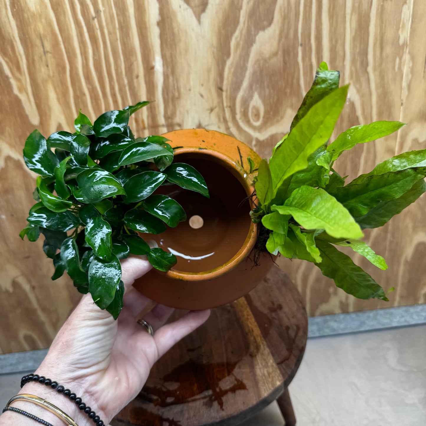 Scapeshop.com.au One Only Large Terracotta Urn with Handles, Nana Anubias & Indo Java Fern - One Only Large Terracotta Urn with Handles, Nana Anubias & Indo Java Fern - One
