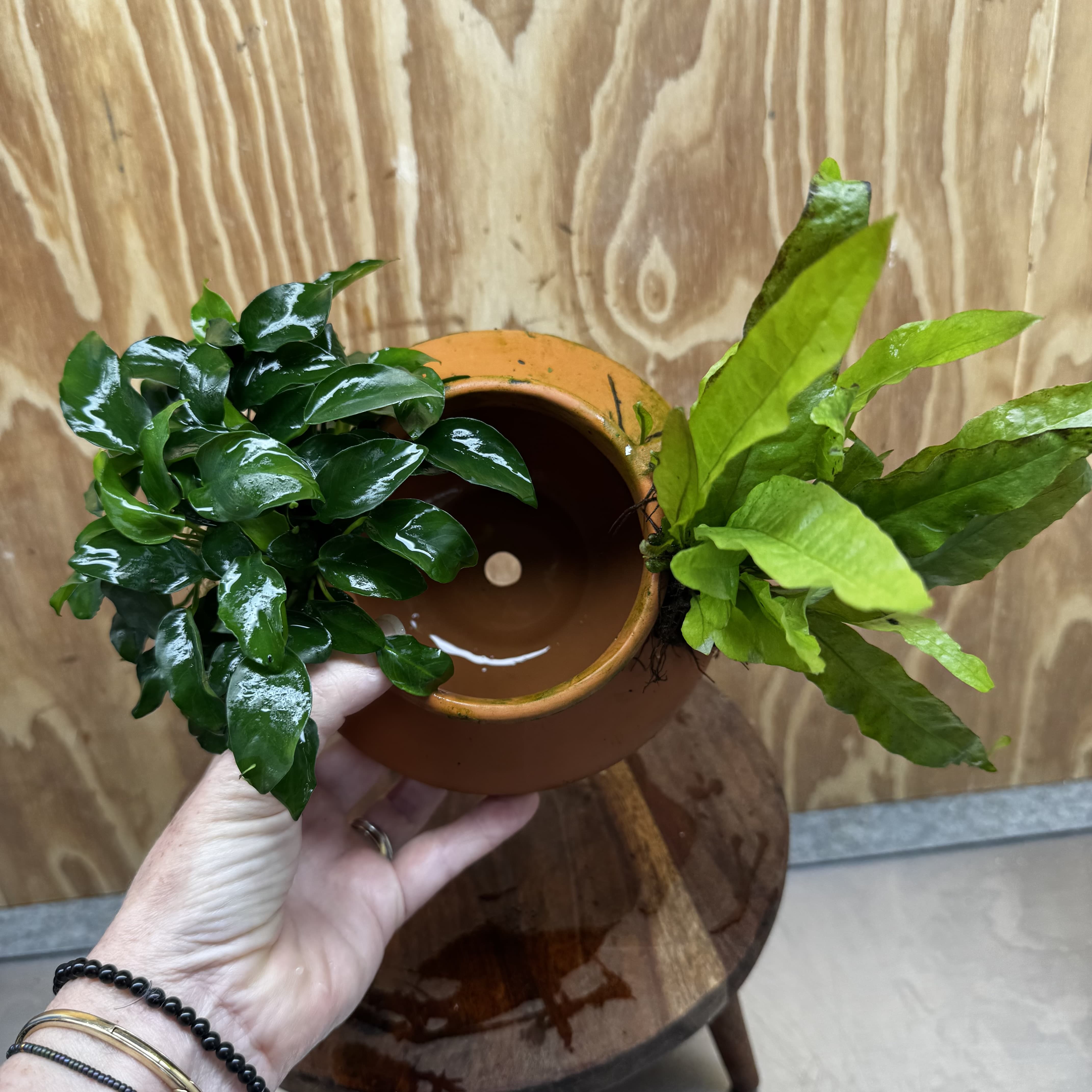 Scapeshop.com.au One Only Large Terracotta Urn with Handles, Nana Anubias & Indo Java Fern - One Only Large Terracotta Urn with Handles, Nana Anubias & Indo Java Fern - One