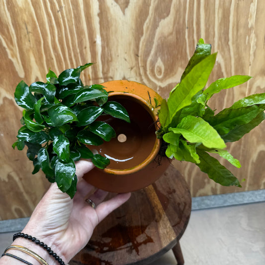 Scapeshop.com.au One Only Large Terracotta Urn with Handles, Nana Anubias & Indo Java Fern - One Only Large Terracotta Urn with Handles, Nana Anubias & Indo Java Fern - One