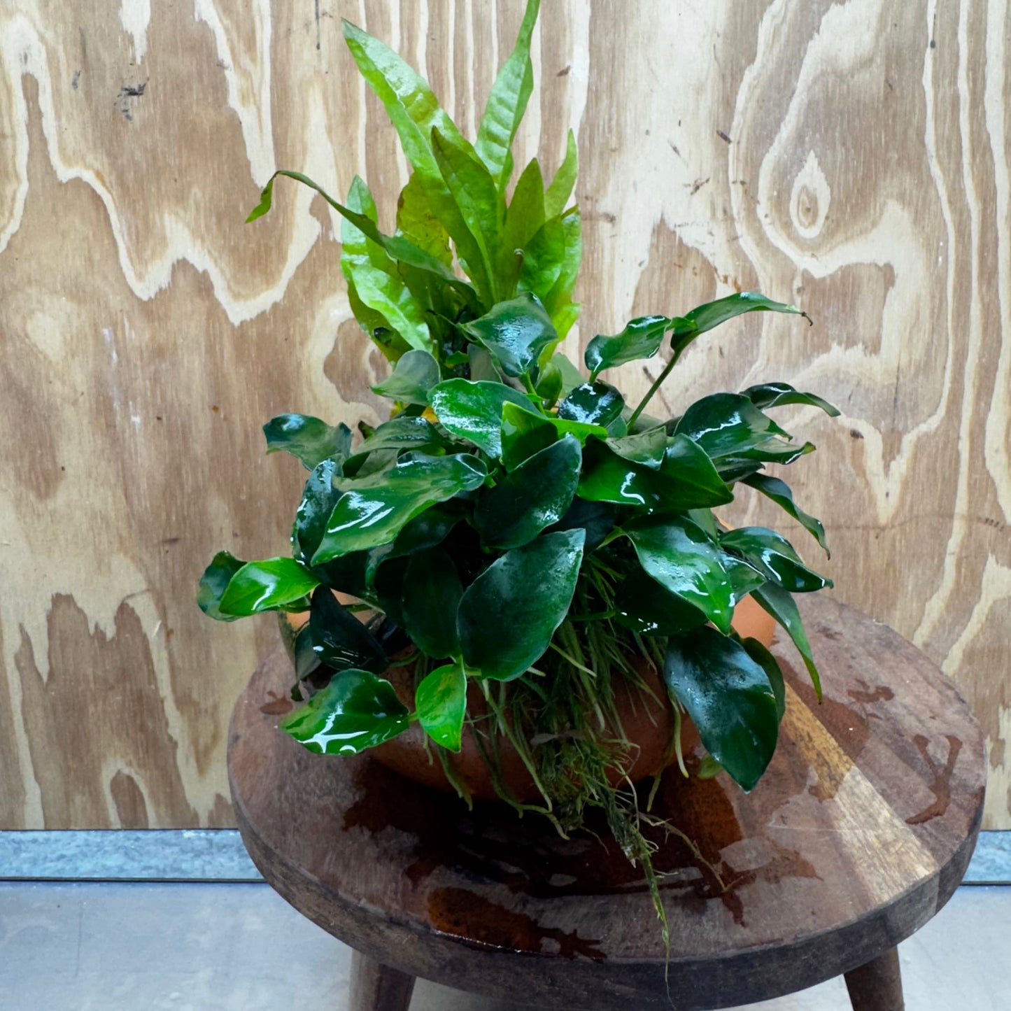 Scapeshop.com.au One Only Large Terracotta Urn with Handles, Nana Anubias & Indo Java Fern - One Only Large Terracotta Urn with Handles, Nana Anubias & Indo Java Fern - One