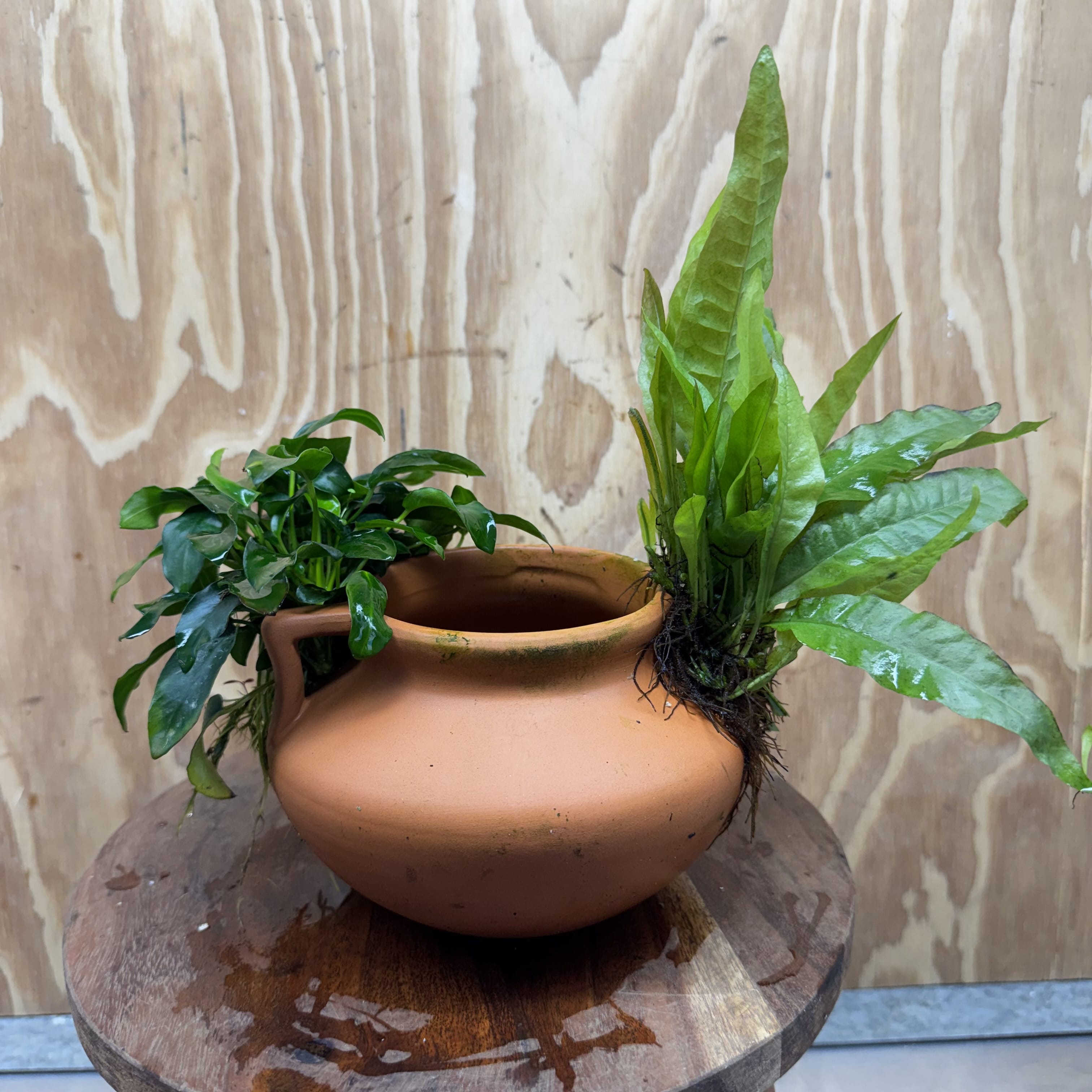 Scapeshop.com.au One Only Large Terracotta Urn with Handles, Nana Anubias & Indo Java Fern - One Only Large Terracotta Urn with Handles, Nana Anubias & Indo Java Fern - One