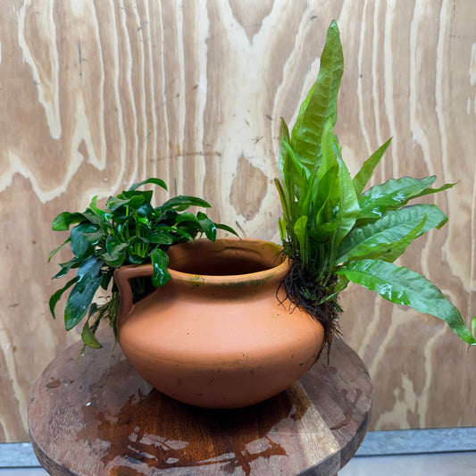 Scapeshop.com.au One Only Large Terracotta Urn with Handles, Nana Anubias & Indo Java Fern - One Only Large Terracotta Urn with Handles, Nana Anubias & Indo Java Fern - One