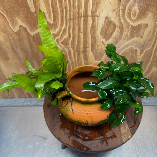Scapeshop.com.au One Only Large Terracotta Urn with Handles, Nana Anubias & Indo Java Fern - One Only Large Terracotta Urn with Handles, Nana Anubias & Indo Java Fern - One