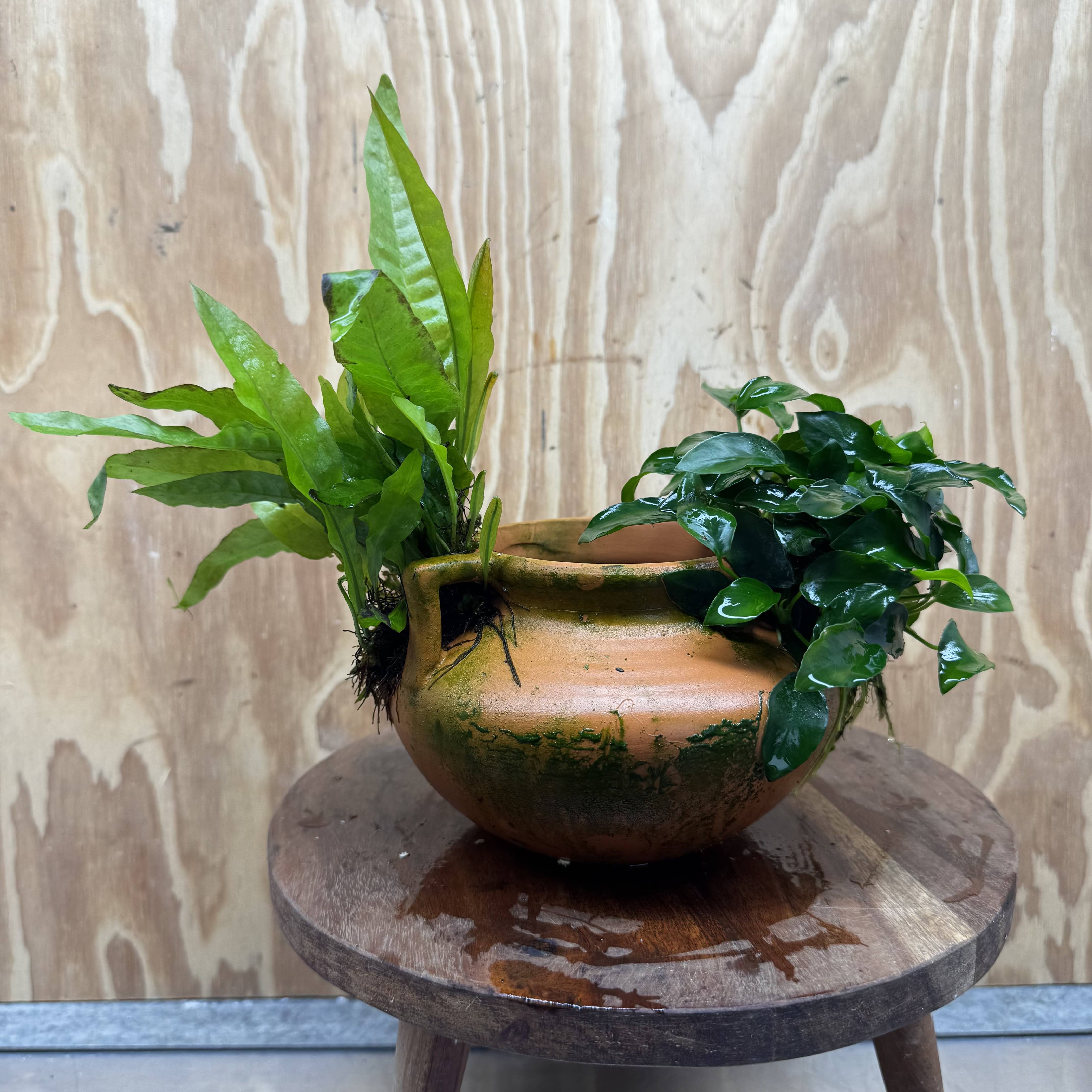 Scapeshop.com.au One Only Large Terracotta Urn with Handles, Nana Anubias & Indo Java Fern - One Only Large Terracotta Urn with Handles, Nana Anubias & Indo Java Fern - One