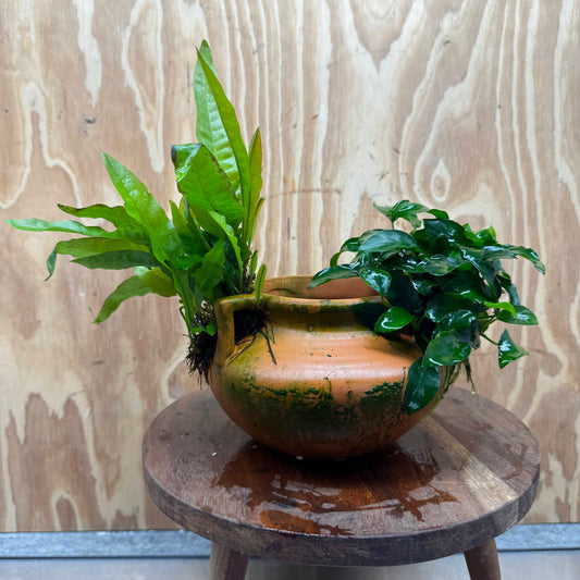 Scapeshop.com.au One Only Large Terracotta Urn with Handles, Nana Anubias & Indo Java Fern - One Only Large Terracotta Urn with Handles, Nana Anubias & Indo Java Fern - One