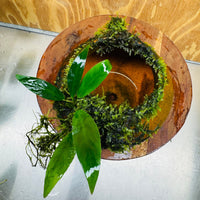 Scapeshop.com.au One Only Large Terracotta Urn with Handles, Old Type Afzelli Anubias and Fontinalis (Java Moss) - One Only Large Terracotta Urn with Handles, Old Type Afzelli Anubias and Fontinalis (Java Moss) - One Only