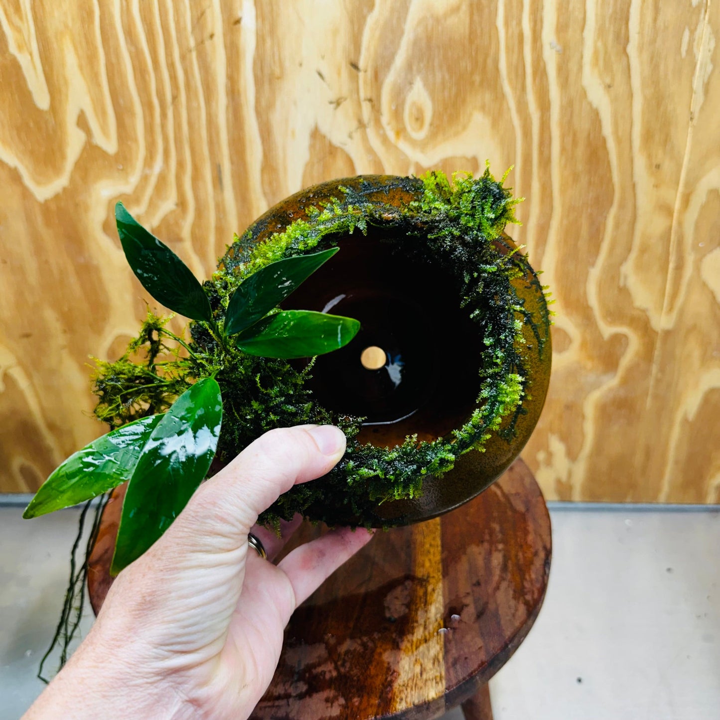 Scapeshop.com.au One Only Large Terracotta Urn with Handles, Old Type Afzelli Anubias and Fontinalis (Java Moss) - One Only Large Terracotta Urn with Handles, Old Type Afzelli Anubias and Fontinalis (Java Moss) - One Only