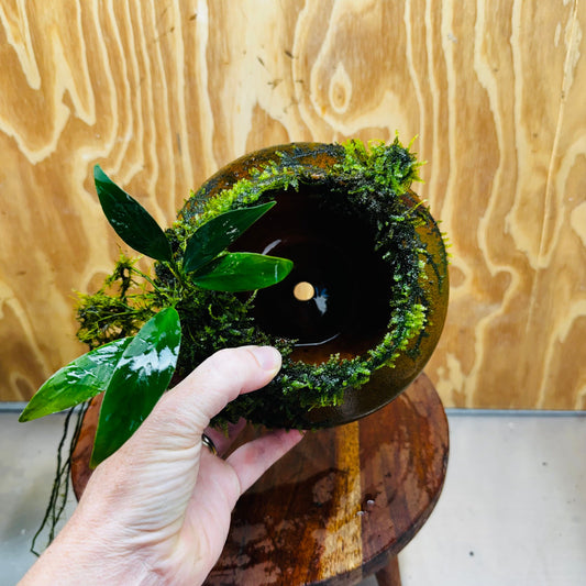 Scapeshop.com.au One Only Large Terracotta Urn with Handles, Old Type Afzelli Anubias and Fontinalis (Java Moss) - One Only Large Terracotta Urn with Handles, Old Type Afzelli Anubias and Fontinalis (Java Moss) - One Only