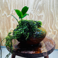 Scapeshop.com.au One Only Large Terracotta Urn with Handles, Old Type Afzelli Anubias and Fontinalis (Java Moss) - One Only Large Terracotta Urn with Handles, Old Type Afzelli Anubias and Fontinalis (Java Moss) - One Only