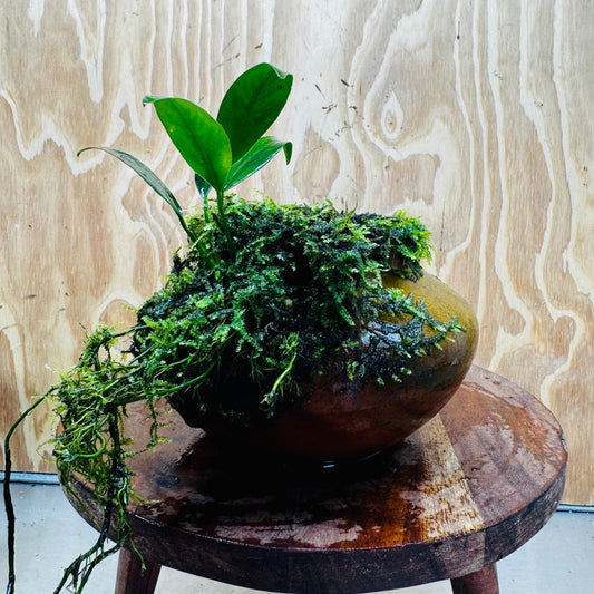 Scapeshop.com.au One Only Large Terracotta Urn with Handles, Old Type Afzelli Anubias and Fontinalis (Java Moss) - One Only Large Terracotta Urn with Handles, Old Type Afzelli Anubias and Fontinalis (Java Moss) - One Only