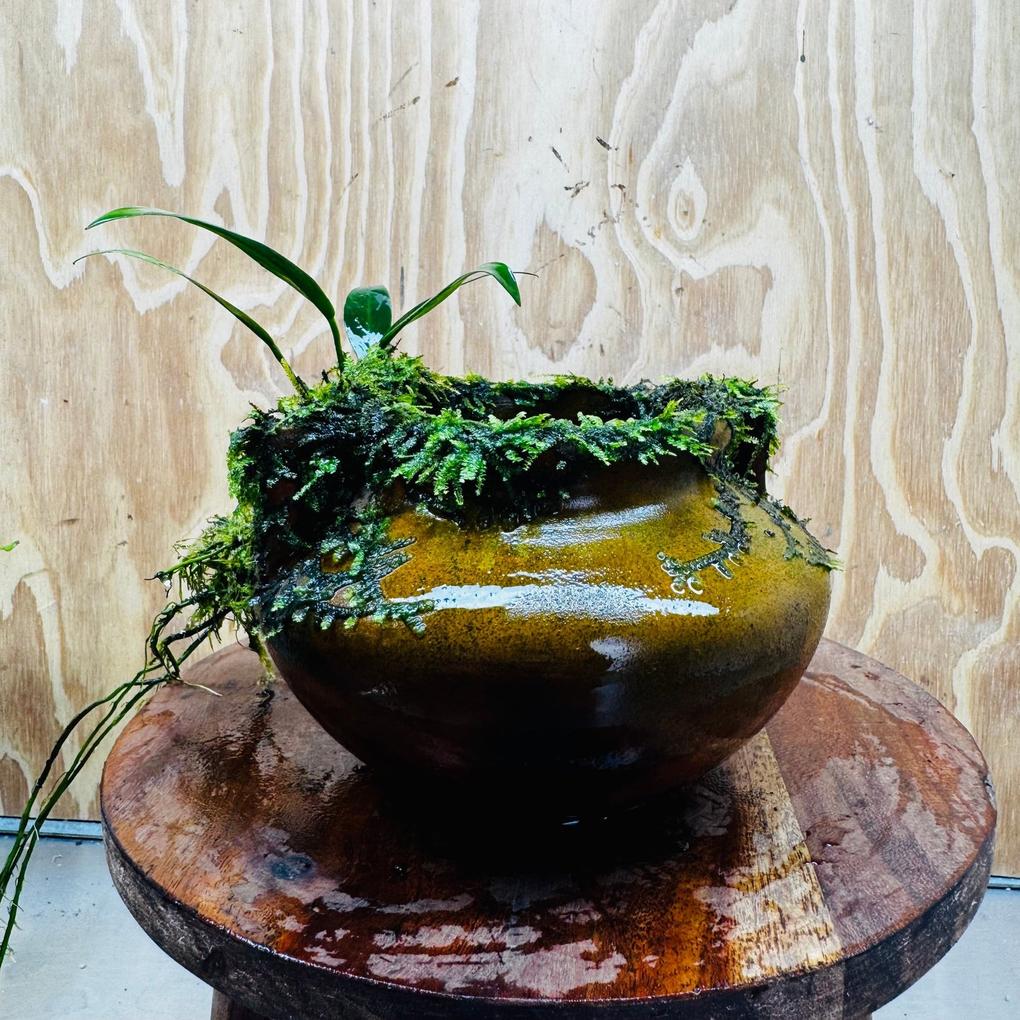 Scapeshop.com.au One Only Large Terracotta Urn with Handles, Old Type Afzelli Anubias and Fontinalis (Java Moss) - One Only Large Terracotta Urn with Handles, Old Type Afzelli Anubias and Fontinalis (Java Moss) - One Only