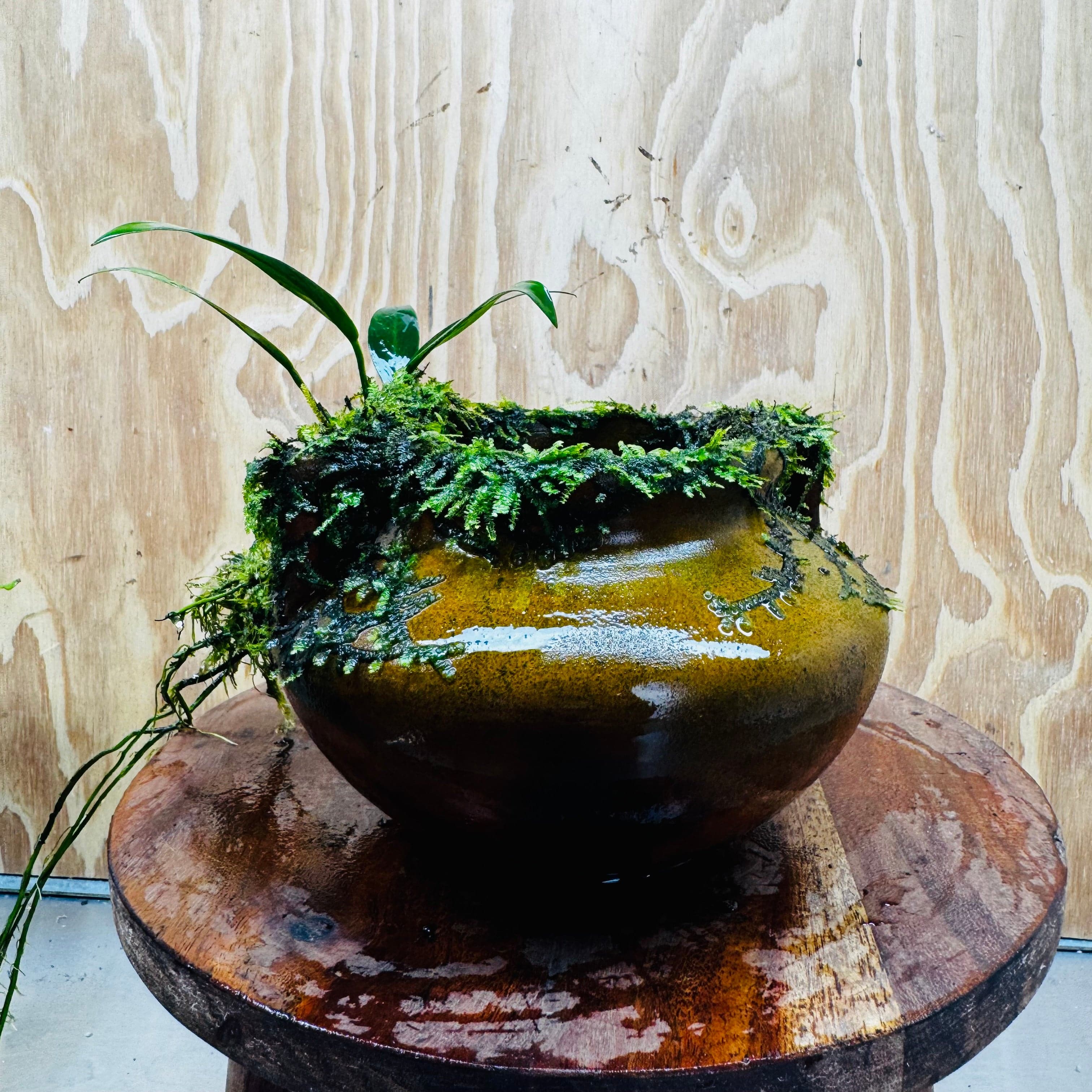 Scapeshop.com.au One Only Large Terracotta Urn with Handles, Old Type Afzelli Anubias and Fontinalis (Java Moss) - One Only Large Terracotta Urn with Handles, Old Type Afzelli Anubias and Fontinalis (Java Moss) - One Only