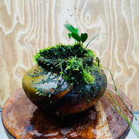 Scapeshop.com.au One Only Large Terracotta Urn with Handles, Old Type Afzelli Anubias and Fontinalis (Java Moss) - One Only Large Terracotta Urn with Handles, Old Type Afzelli Anubias and Fontinalis (Java Moss) - One Only