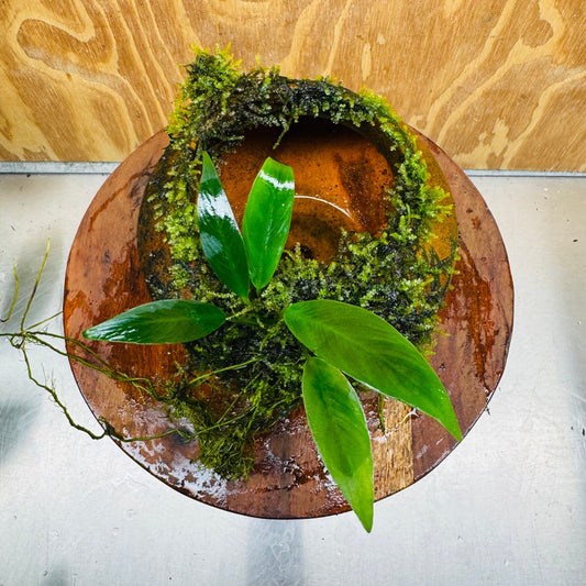 Scapeshop.com.au One Only Large Terracotta Urn with Handles, Old Type Afzelli Anubias and Fontinalis (Java Moss) - One Only Large Terracotta Urn with Handles, Old Type Afzelli Anubias and Fontinalis (Java Moss) - One Only