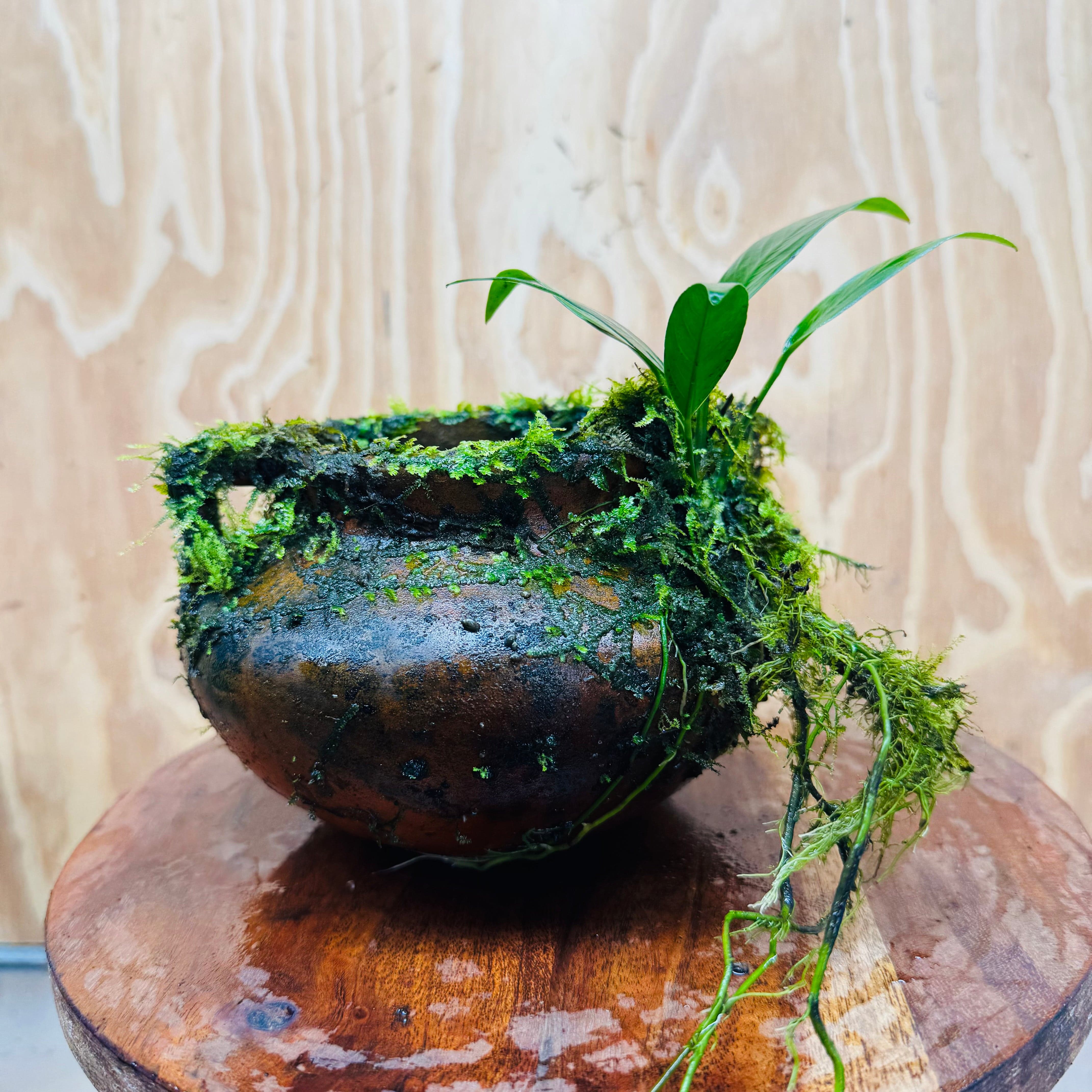 Scapeshop.com.au One Only Large Terracotta Urn with Handles, Old Type Afzelli Anubias and Fontinalis (Java Moss) - One Only Large Terracotta Urn with Handles, Old Type Afzelli Anubias and Fontinalis (Java Moss) - One Only