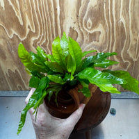 Scapeshop.com.au One Only Large Terracotta Urn with Indo Micro (Java Fern) - One Only For your aquarium Large Terracotta Urn with Anubias Nana - One Only