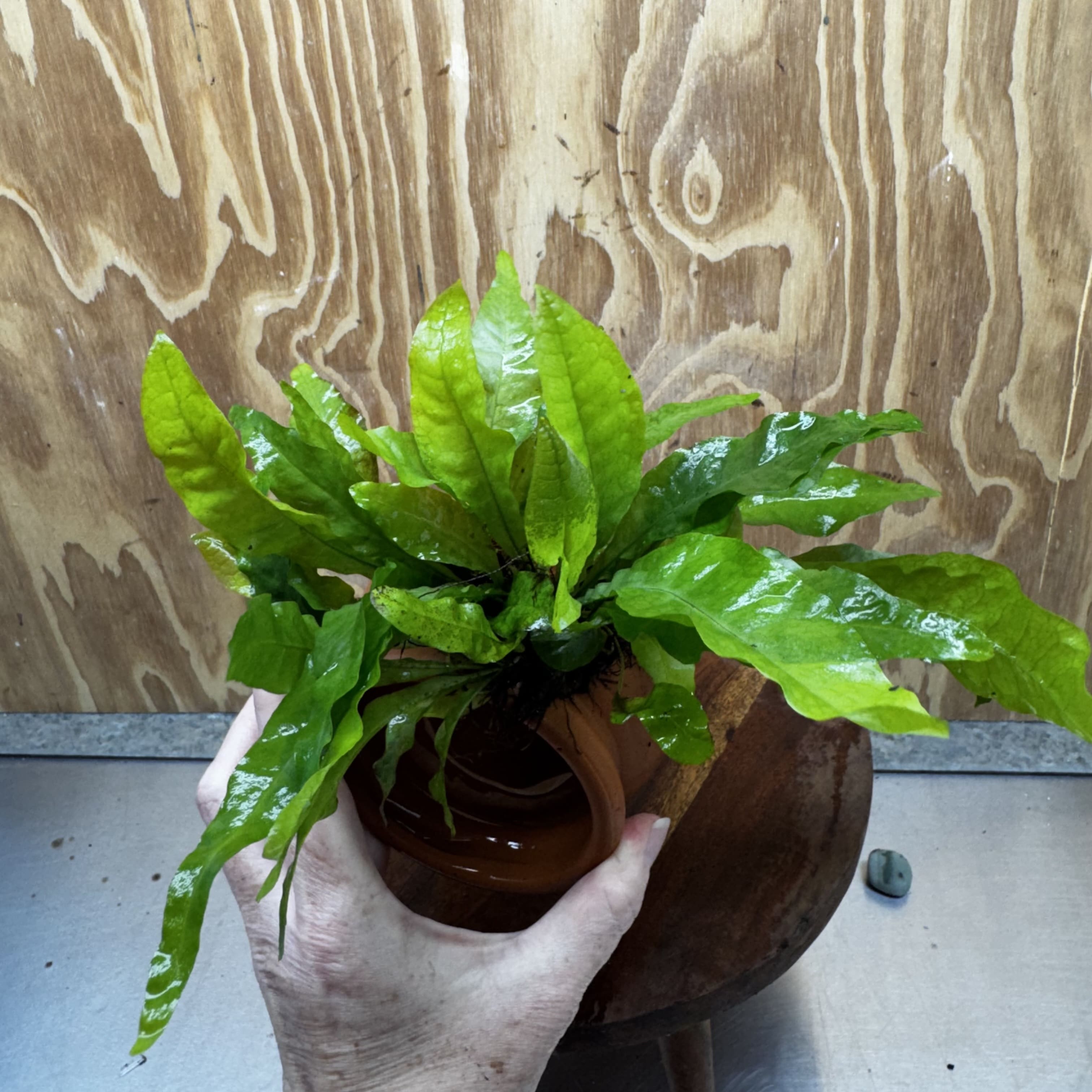 Scapeshop.com.au One Only Large Terracotta Urn with Indo Micro (Java Fern) - One Only For your aquarium Large Terracotta Urn with Anubias Nana - One Only