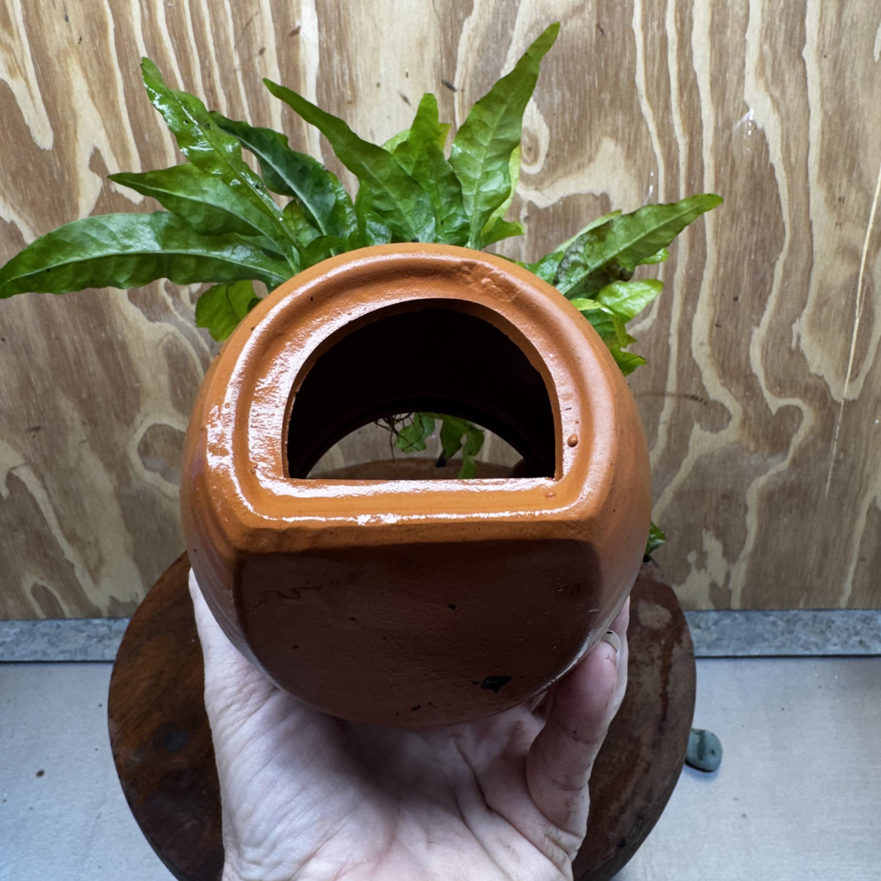 Scapeshop.com.au One Only Large Terracotta Urn with Indo Micro (Java Fern) - One Only For your aquarium Large Terracotta Urn with Anubias Nana - One Only