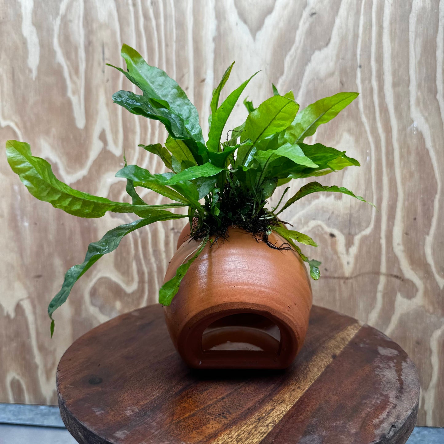 Scapeshop.com.au One Only Large Terracotta Urn with Indo Micro (Java Fern) - One Only For your aquarium Large Terracotta Urn with Anubias Nana - One Only