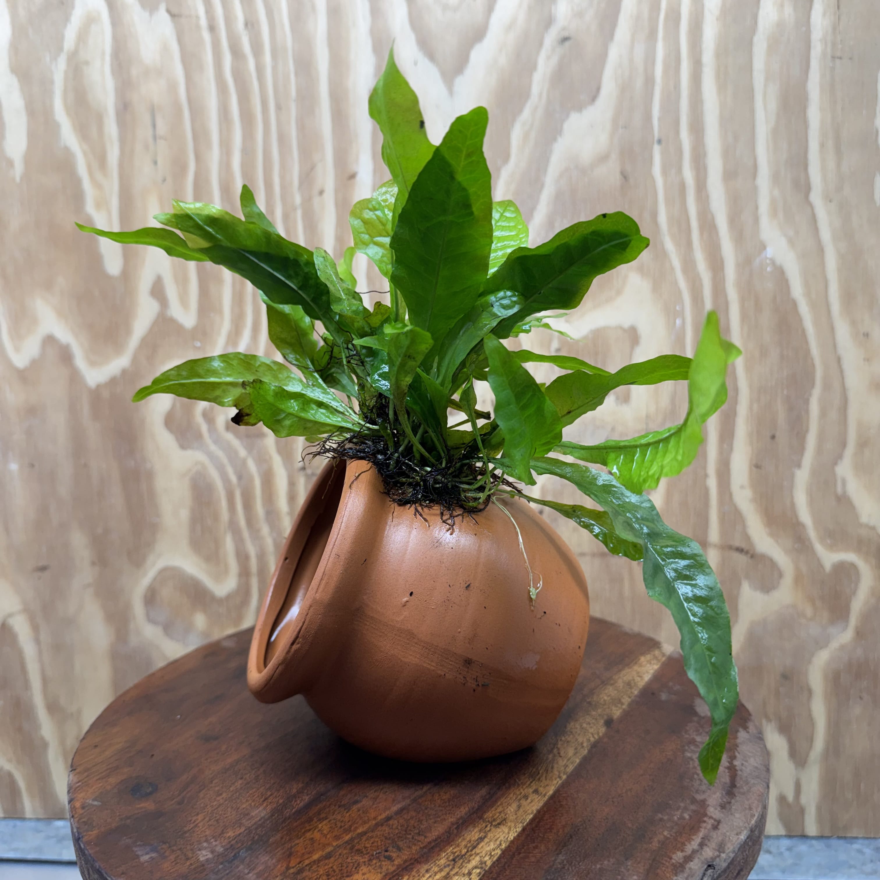 Scapeshop.com.au One Only Large Terracotta Urn with Indo Micro (Java Fern) - One Only For your aquarium Large Terracotta Urn with Anubias Nana - One Only