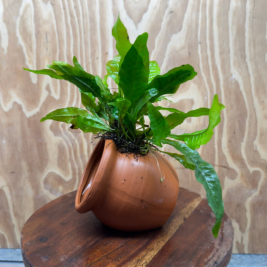 Scapeshop.com.au One Only Large Terracotta Urn with Indo Micro (Java Fern) - One Only For your aquarium Large Terracotta Urn with Anubias Nana - One Only