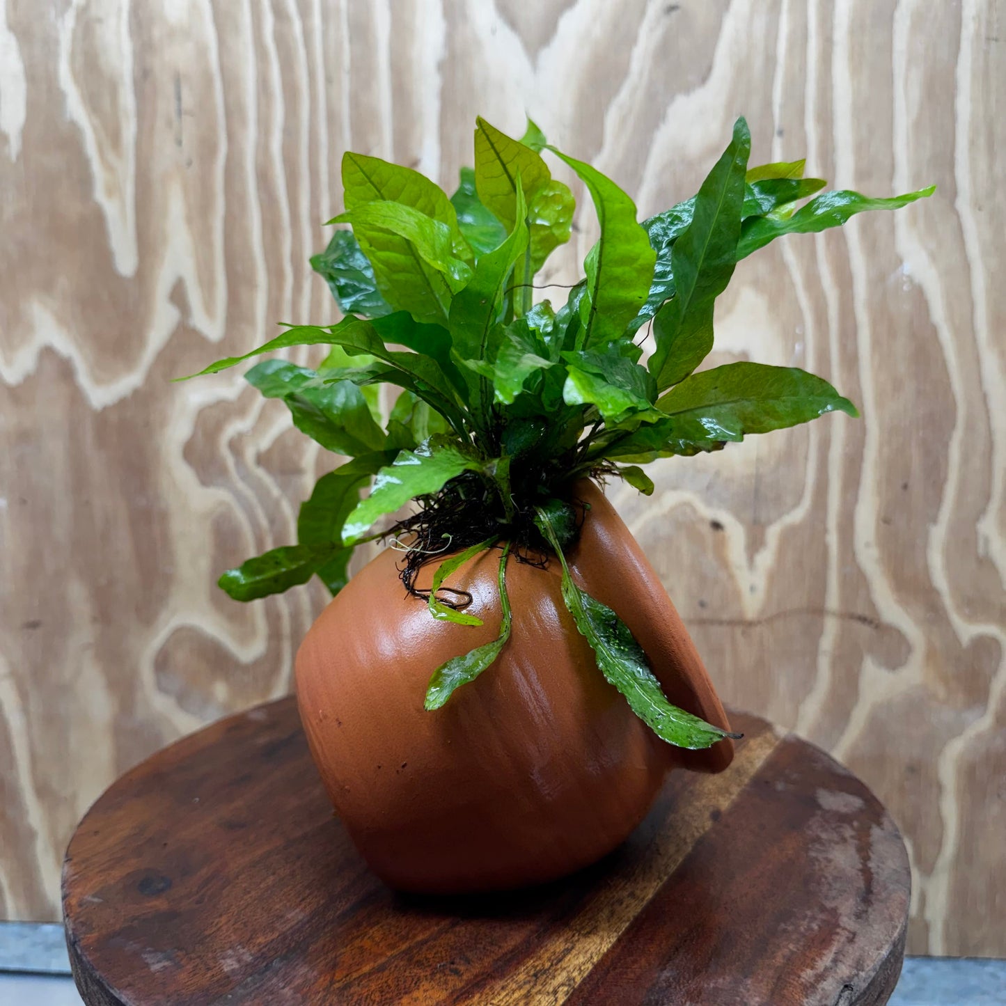 Scapeshop.com.au One Only Large Terracotta Urn with Indo Micro (Java Fern) - One Only For your aquarium Large Terracotta Urn with Anubias Nana - One Only