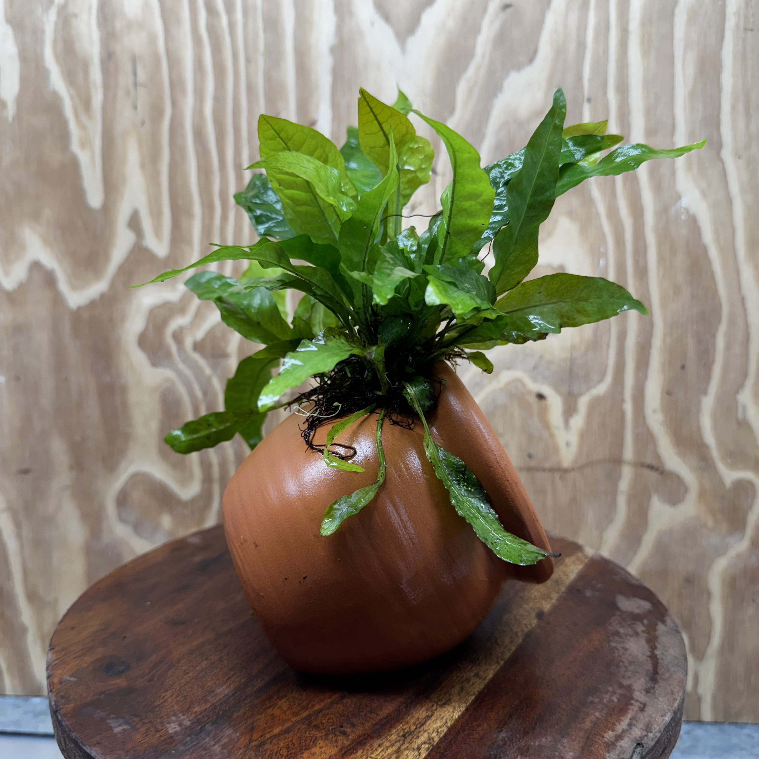 Scapeshop.com.au One Only Large Terracotta Urn with Indo Micro (Java Fern) - One Only For your aquarium Large Terracotta Urn with Anubias Nana - One Only