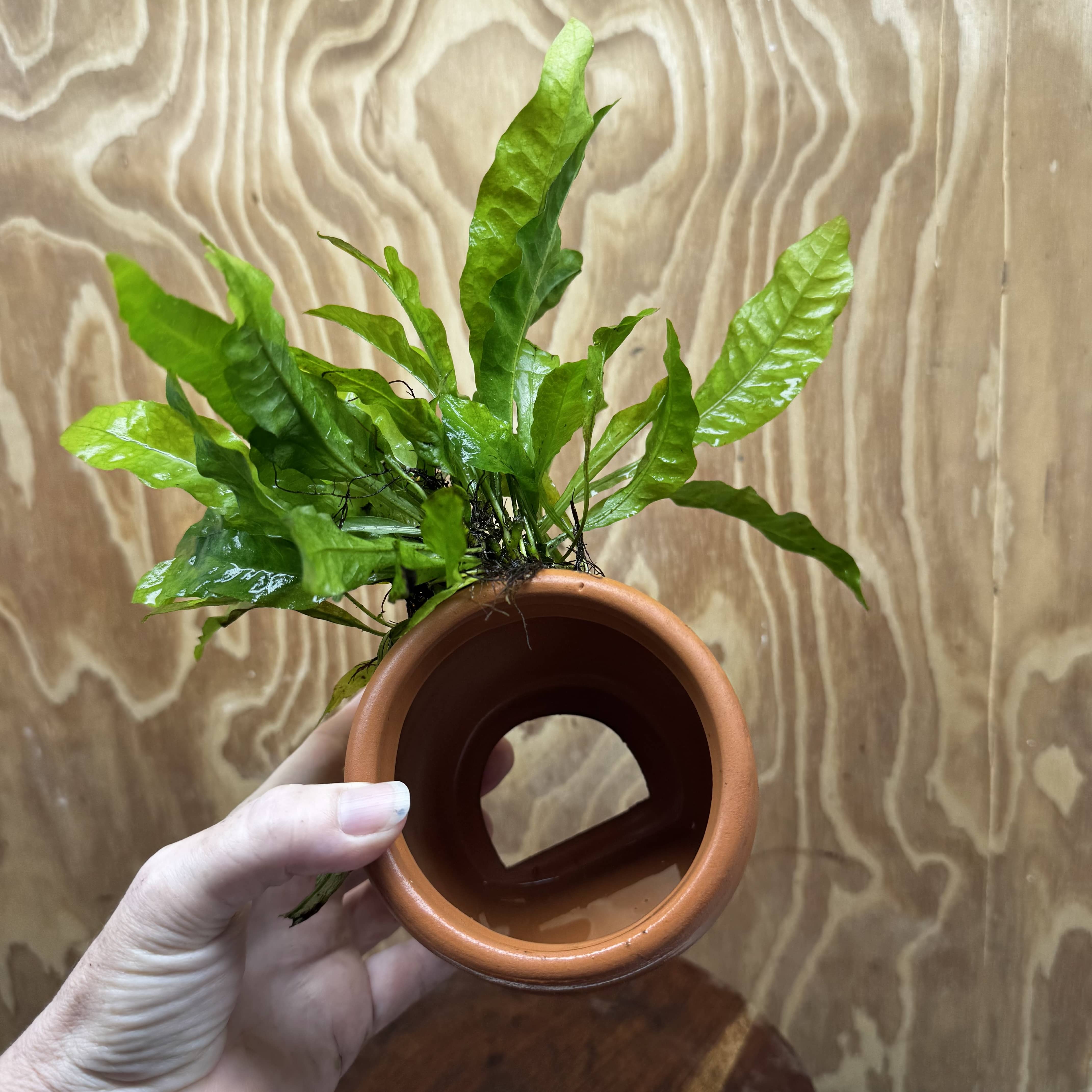 Scapeshop.com.au One Only Large Terracotta Urn with Indo Micro (Java Fern) - One Only For your aquarium Large Terracotta Urn with Anubias Nana - One Only