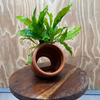 Scapeshop.com.au One Only Large Terracotta Urn with Indo Micro (Java Fern) - One Only For your aquarium Large Terracotta Urn with Anubias Nana - One Only