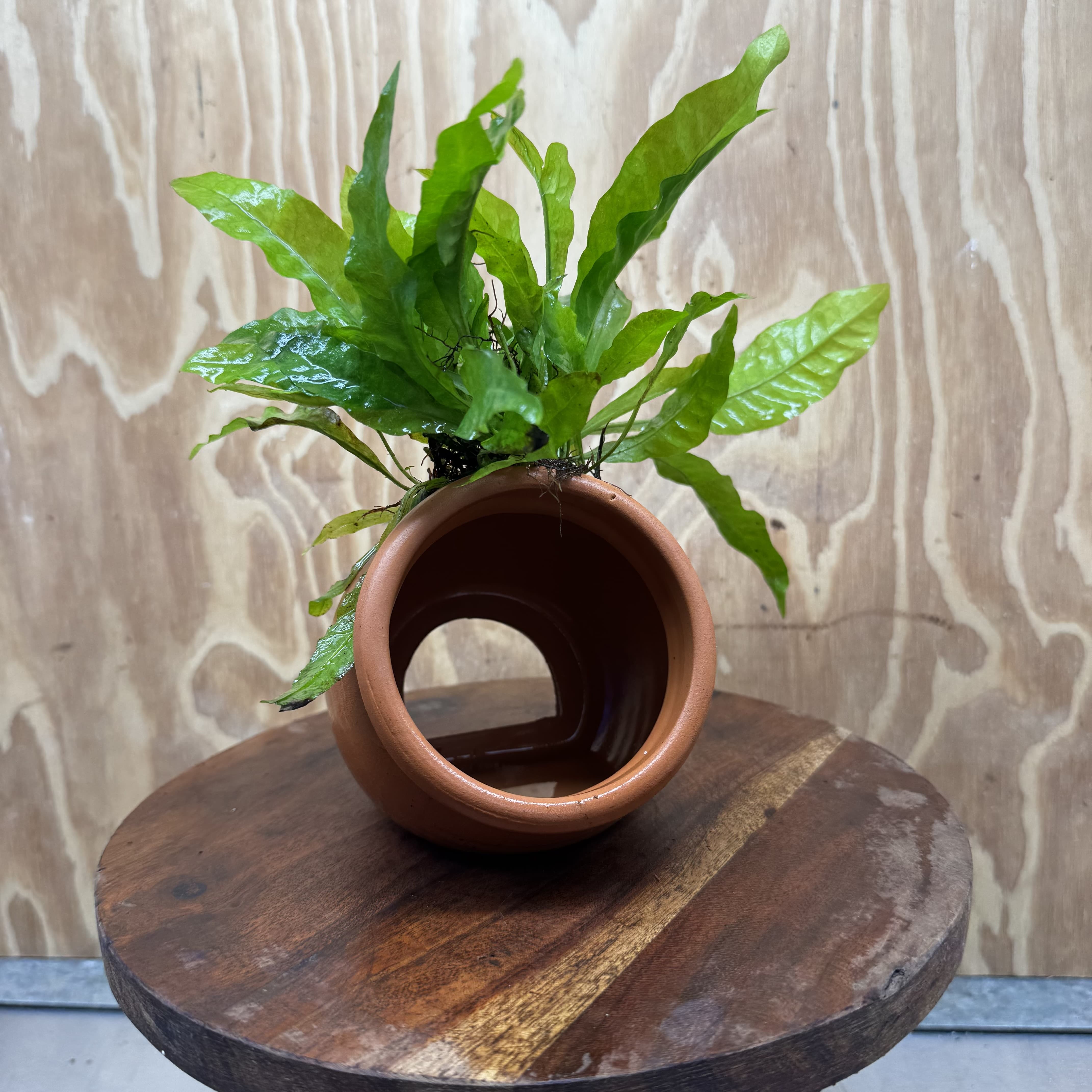 Scapeshop.com.au One Only Large Terracotta Urn with Indo Micro (Java Fern) - One Only For your aquarium Large Terracotta Urn with Anubias Nana - One Only