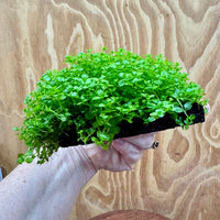 Scapeshop.com.au One Only Lava Rock Tile with Micranthemum 'Monte Carlo' One Only Tile C Lava Rock Tile with Micranthemum 'Monte Carlo' One Only Tile C