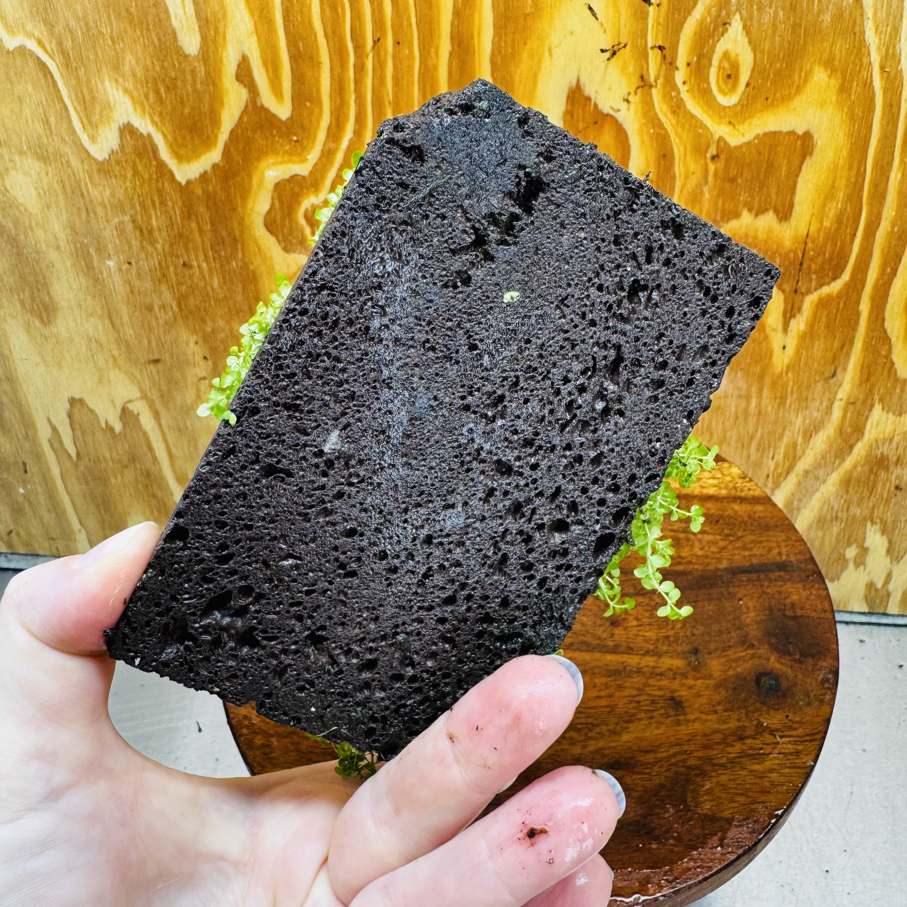 Scapeshop.com.au One Only Lava Rock Tile with Micranthemum 'Takashi Carpet' One Only Tile A Lava Rock Tile with Micranthemum 'Takashi Carpet' One Only Tile A